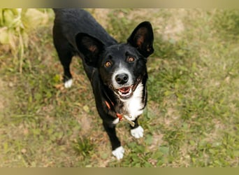 Ruhige Lucy sucht warmes Körbchen