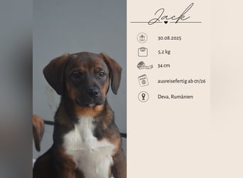 JACK - sanfter Boy sucht Familie zum Kuscheln