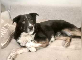 ZEN - der Junge, der sein Glück sucht