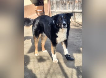 ZEN - der Junge, der sein Glück sucht