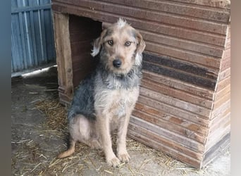 Leilani sucht ein Körbchen gerne zu zweit