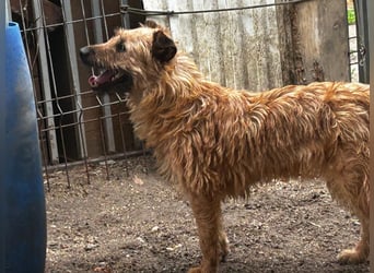 Fibi sucht ein sicheres, liebevolles Zuhause