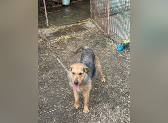 Leilani sucht ein Körbchen gerne zu zweit