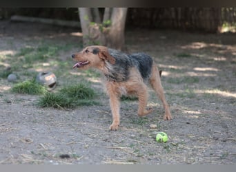 Leilani sucht ein Körbchen gerne zu zweit