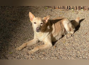 Charmanter Mati sucht ein passendes Zuhause