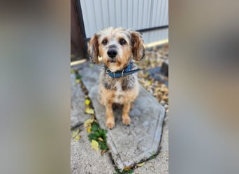 Lieber Benji ab 14.12.25 in Tornesch/ Schleswig- Holstein