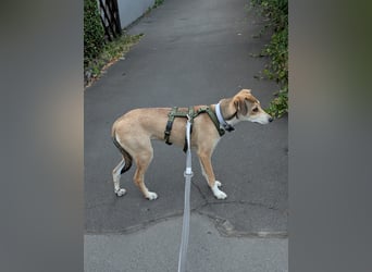 Süße Livia
