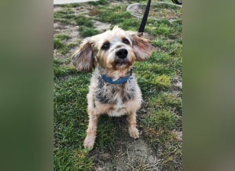 Lieber Benji ab 14.12.25 in Tornesch/ Schleswig- Holstein