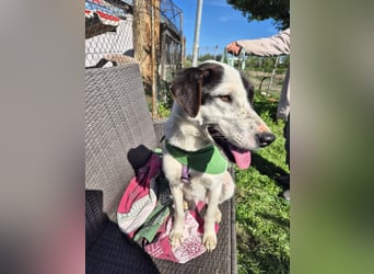 Tolle Belka