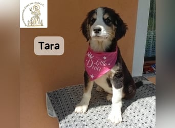 Tara – jemanden zum Bleiben finden, das wäre schön!