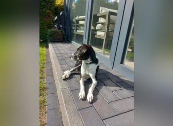 Familienhündin Lana