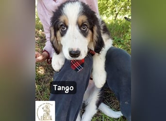 Tango – die Welt ist groß – aber ein Zuhause ist das Größte!