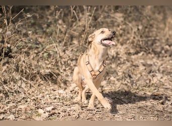 Sonnenschein Tapi mit Handicap wartet in Oberdürenbach