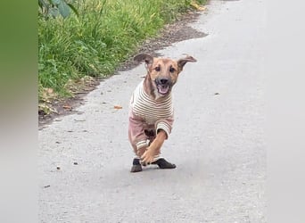 Sonnenschein Tapi mit Handicap wartet in Oberdürenbach