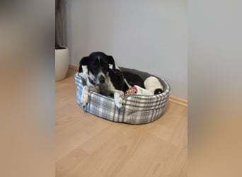 Familienhündin Lana