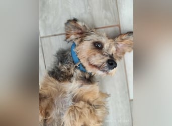 Lieber Benji ab 14.12.25 in Tornesch/ Schleswig- Holstein