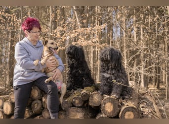 Sonnenschein Tapi mit Handicap wartet in Oberdürenbach
