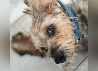 Lieber Benji ab 14.12.25 in Tornesch/ Schleswig- Holstein