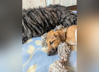 Sonnenschein Tapi mit Handicap wartet in Oberdürenbach