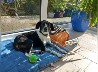 Familienhündin Lana