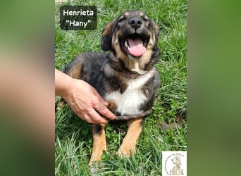 Hany – neugierig, frech und unwiderstehlich!