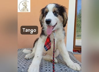 Tango – die Welt ist groß – aber ein Zuhause ist das Größte!