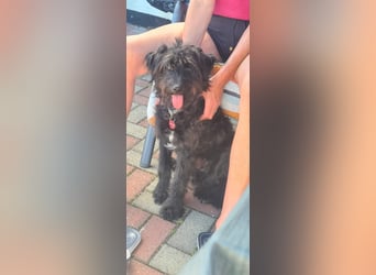 Lieber Frate wartet in Essen