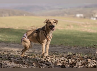 Sonnenschein Tapi mit Handicap wartet in Oberdürenbach