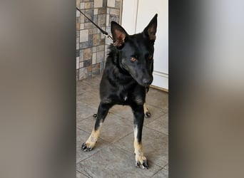 Fröhliche Effi sucht ihre Menschen