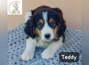 Teddy – talentiert in Kuscheln, Spielen und Unsinn machen!