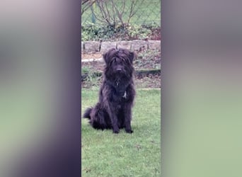 Lieber Frate wartet in Essen
