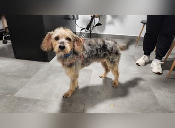 Lieber Benji ab 14.12.25 in Tornesch/ Schleswig- Holstein