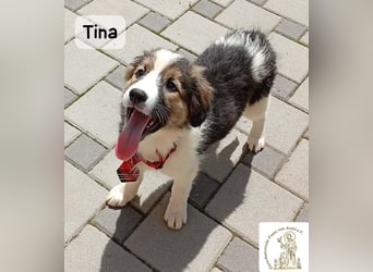Tina – Manchmal braucht das Glück nur ein kleines Körbchen!