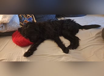 Lieber Frate wartet in Essen