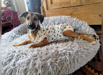 Sonnenschein Tapi mit Handicap wartet in Oberdürenbach