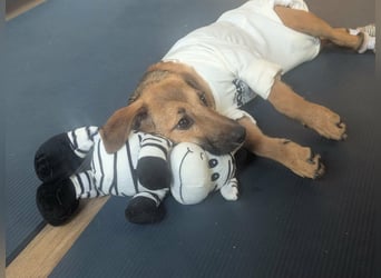 Sonnenschein Tapi mit Handicap wartet in Oberdürenbach