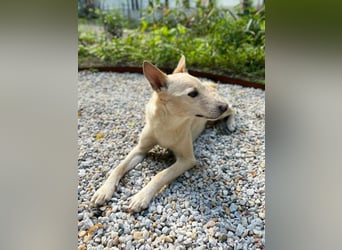 Charmanter Mati sucht ein passendes Zuhause