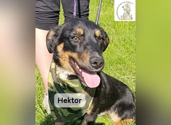 Hektor – mittendrin statt brav daneben!