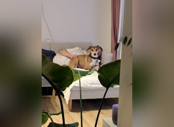 Zuckersüße Livia
