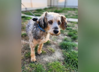 Lieber Benji ab 14.12.25 in Tornesch/ Schleswig- Holstein
