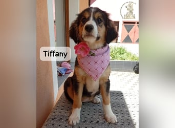 Tiffany – Man ist nie zu klein, um für jemanden die ganze Welt zu sein!