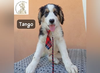 Tango – die Welt ist groß – aber ein Zuhause ist das Größte!