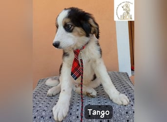 Tango – die Welt ist groß – aber ein Zuhause ist das Größte!