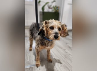 Lieber Benji ab 14.12.25 in Tornesch/ Schleswig- Holstein