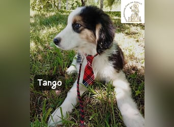 Tango – die Welt ist groß – aber ein Zuhause ist das Größte!