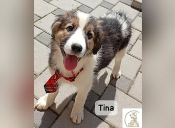 Tina – Manchmal braucht das Glück nur ein kleines Körbchen!