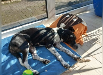 Familienhündin Lana