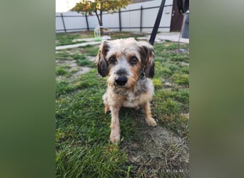 Lieber Benji ab 14.12.25 in Tornesch/ Schleswig- Holstein