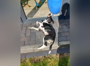 Familienhündin Lana