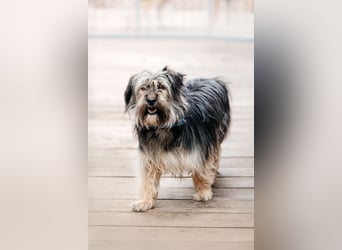 Sensibler Pluto sucht seine Familie